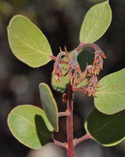 Ohlone manzanita (Arctostaphylos ohloneana), inflorescence with recurved floral bracts. Lockheed Martin Santa Cruz Facility, Santa Cruz County, CA. Copyright © Jeff Bisbee. 